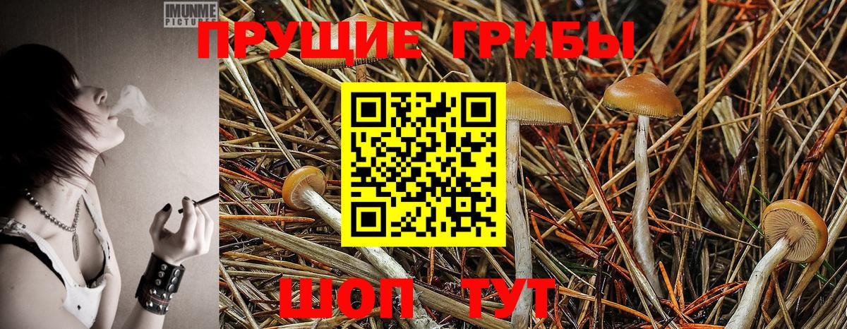 Кондопога  наркотики  Вход с VPN  Псилоцибиновые грибы Psilocybine cubensis 